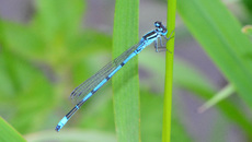 Hufeisen-Azurjungfer (4).jpg